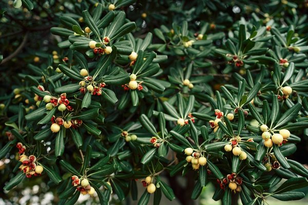 Comment prendre soin d'un pittosporum?