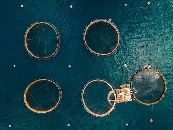 Découvrez les différents types de pisciculture